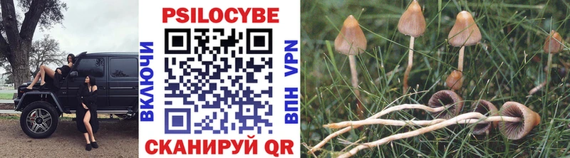 Галлюциногенные грибы Psilocybe  Струнино 